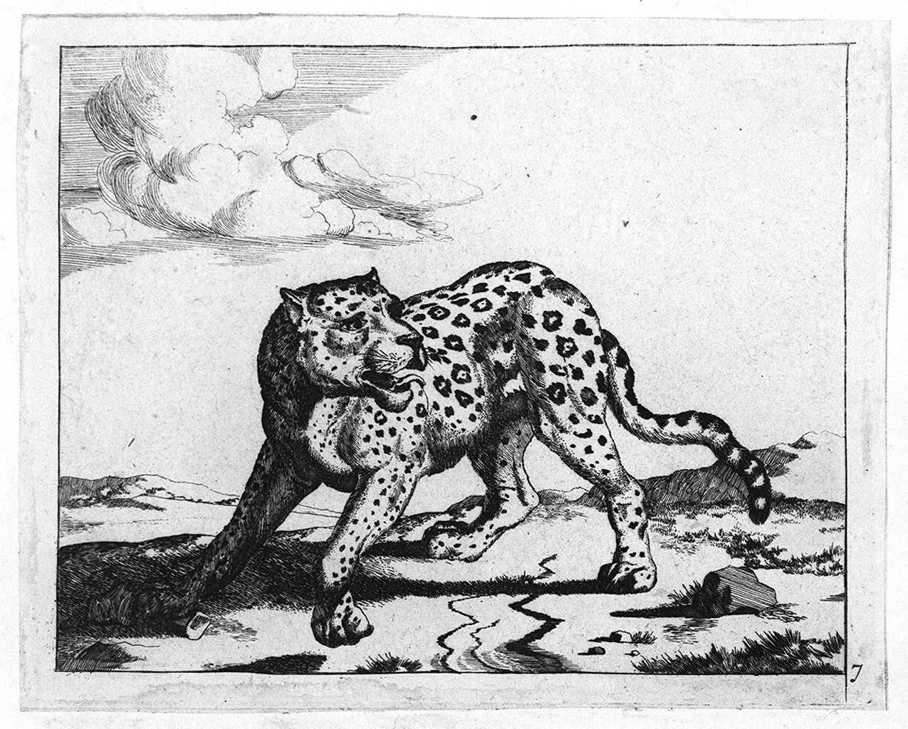 leopardo (stampa tagliata, elemento d'insieme) di Bye Marcus de, Potter Paulus (sec. XVII, sec. XVII)