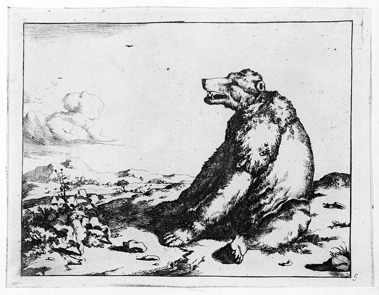 orso visto di lato (stampa tagliata, elemento d'insieme) di Bye Marcus de, Potter Paulus (sec. XVII)