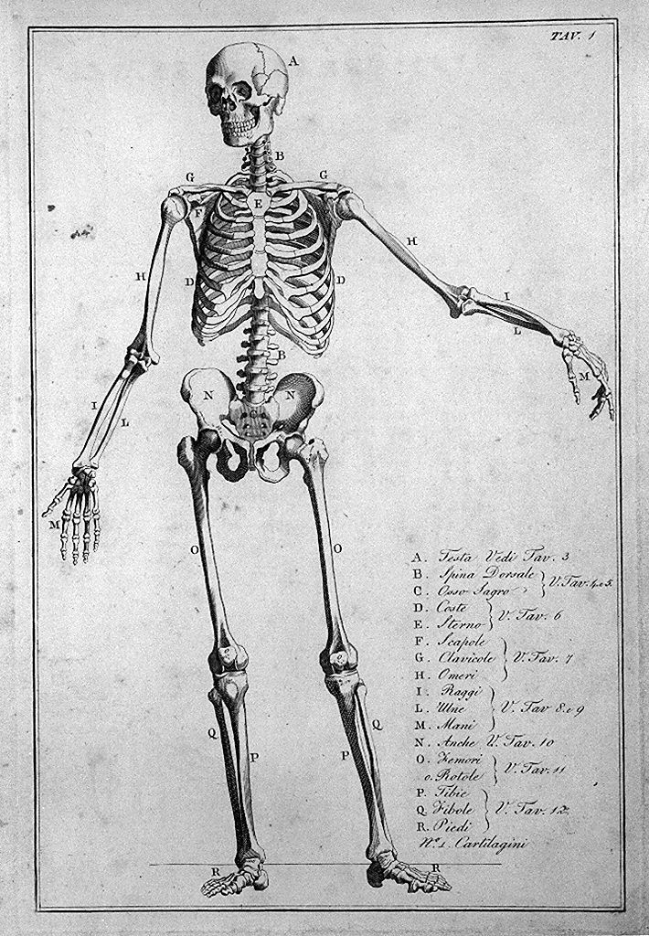 scheletro umano (stampa, elemento d'insieme) di Del Medico Giuseppe (sec. XIX)