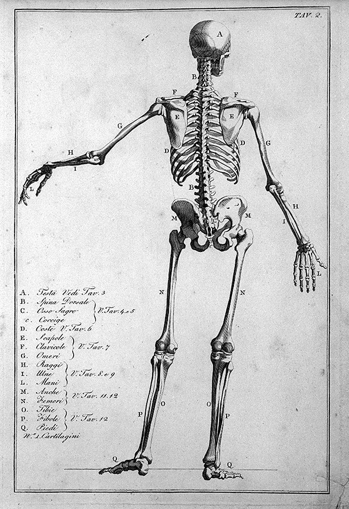 scheletro umano (stampa, elemento d'insieme) di Del Medico Giuseppe (sec. XIX)
