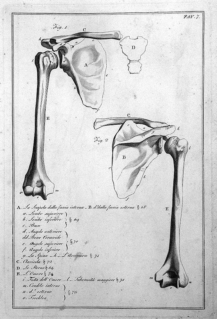 ossatura del braccio e della spalla (stampa, elemento d'insieme) di Del Medico Giuseppe (sec. XIX)