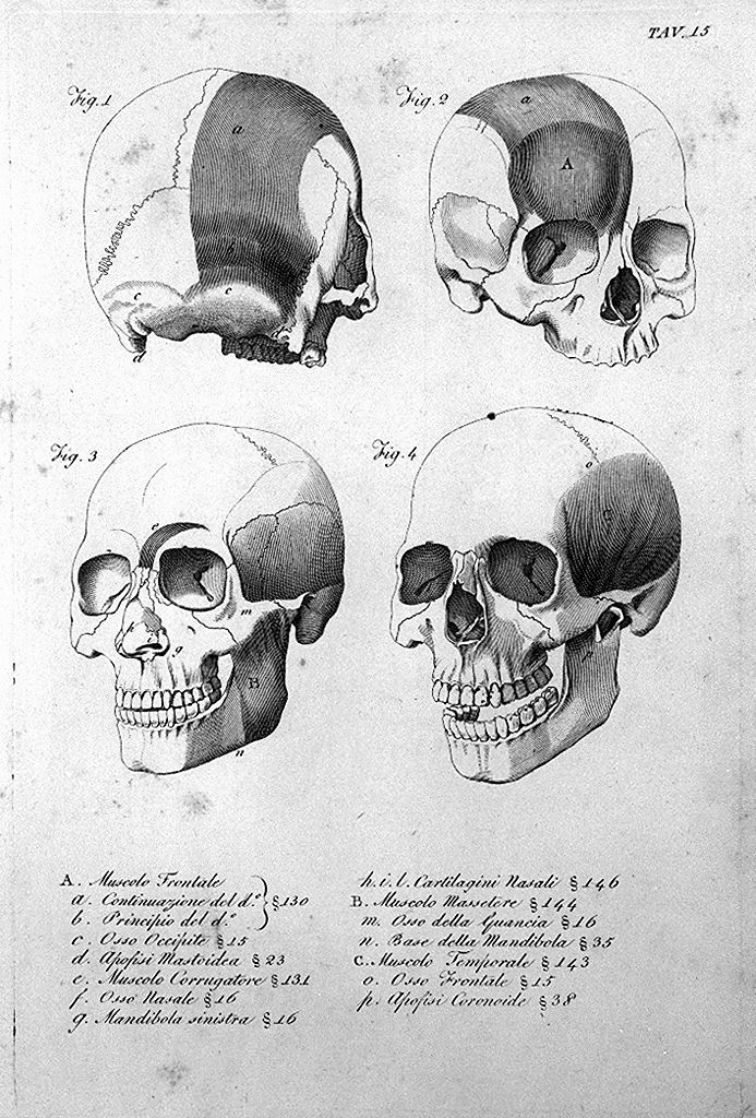 ossatura e muscolatura del cranio (stampa, elemento d'insieme) di Del Medico Giuseppe (sec. XIX)