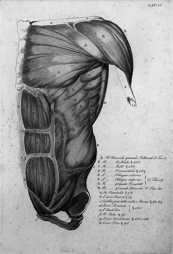 muscolatura del tronco (stampa, elemento d'insieme) di Del Medico Giuseppe (sec. XIX)