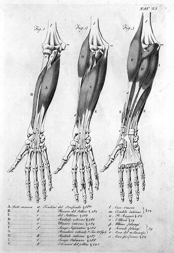 ossatura e muscolatura dell'avambraccio e della mano (stampa, elemento d'insieme) di Del Medico Giuseppe (sec. XIX)