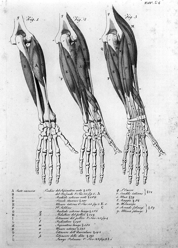 ossatura e muscolatura dell'avambraccio e della mano (stampa, elemento d'insieme) di Del Medico Giuseppe (sec. XIX)
