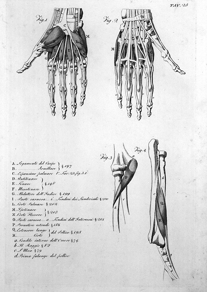 ossatura, muscolatura e tendini della mano (stampa, elemento d'insieme) di Del Medico Giuseppe (sec. XIX)