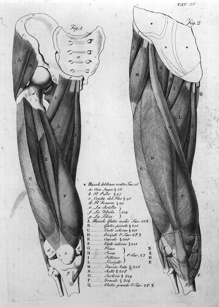 ossatura, muscolatura e tendini del bacino e della gamba (stampa, elemento d'insieme) di Del Medico Giuseppe (sec. XIX)