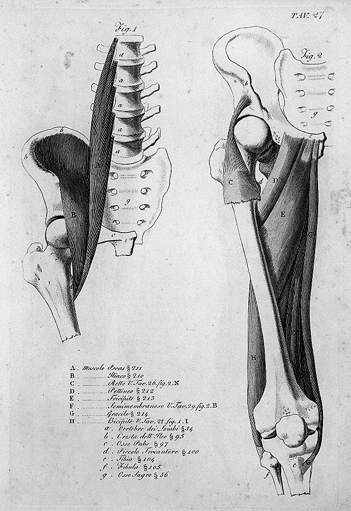 ossatura e muscolatura del bacino e della gamba (stampa, elemento d'insieme) di Del Medico Giuseppe (sec. XIX, sec. XIX)