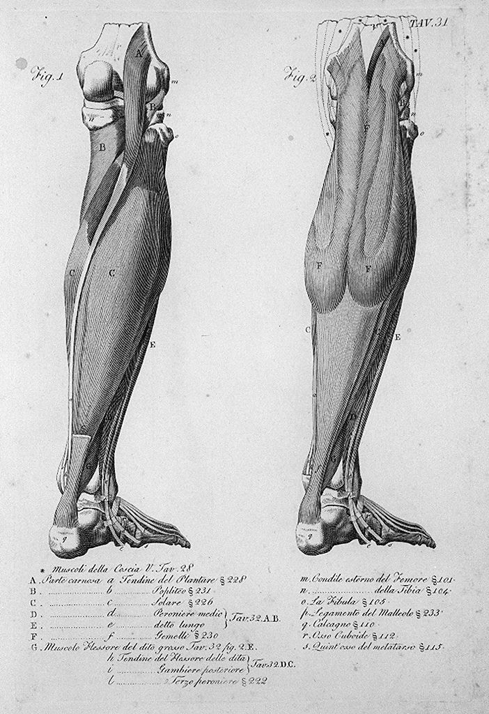 ossatura e muscolatura della gamba e del piede (stampa, elemento d'insieme) di Del Medico Giuseppe (sec. XIX)