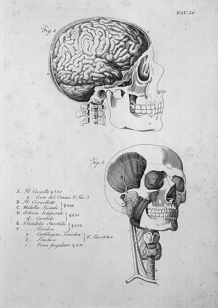ossatura della testa, del cervello, della trachea e ghiandole (stampa, elemento d'insieme) di Del Medico Giuseppe (sec. XIX)