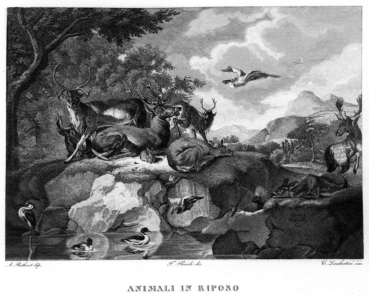 animali selvatici (stampa, elemento d'insieme) di Lambertini Camillo, Floridi Francesco (sec. XIX)