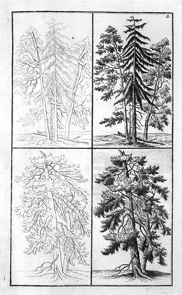 alberi (stampa, elemento d'insieme) di Preissler Johann Daniel (sec. XVIII)