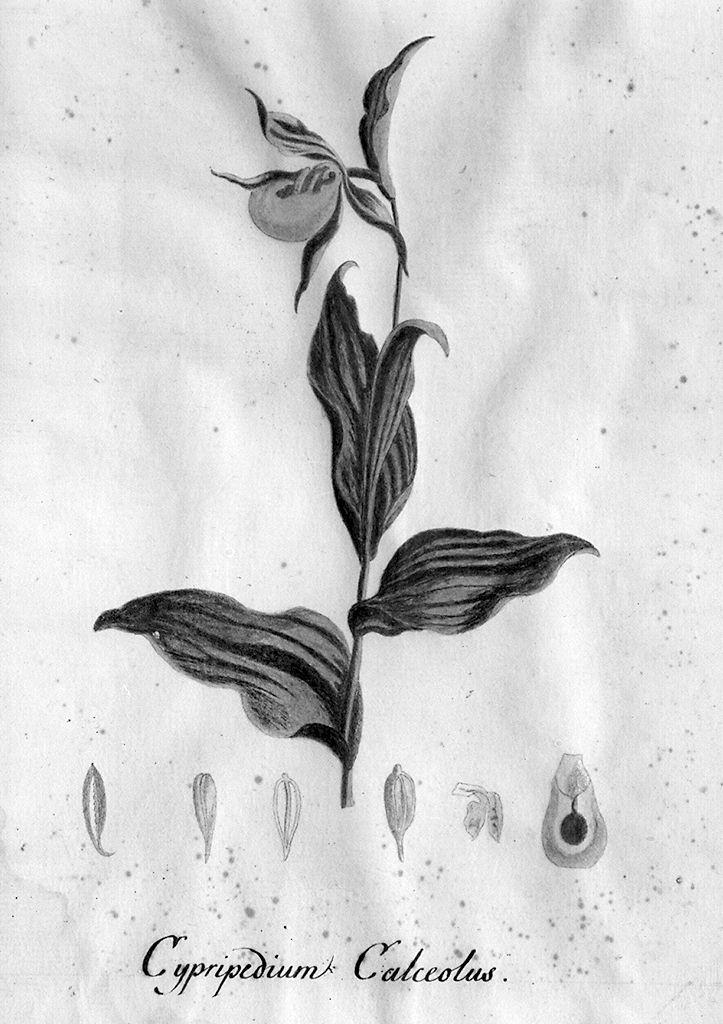 pianta (disegno) - ambito fiorentino (fine sec. XIX)