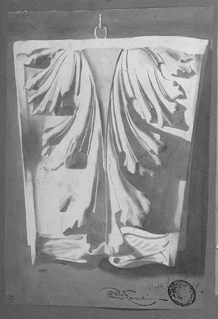 foglia d'acanto (disegno) di Baddi L (secc. XIX/ XX)