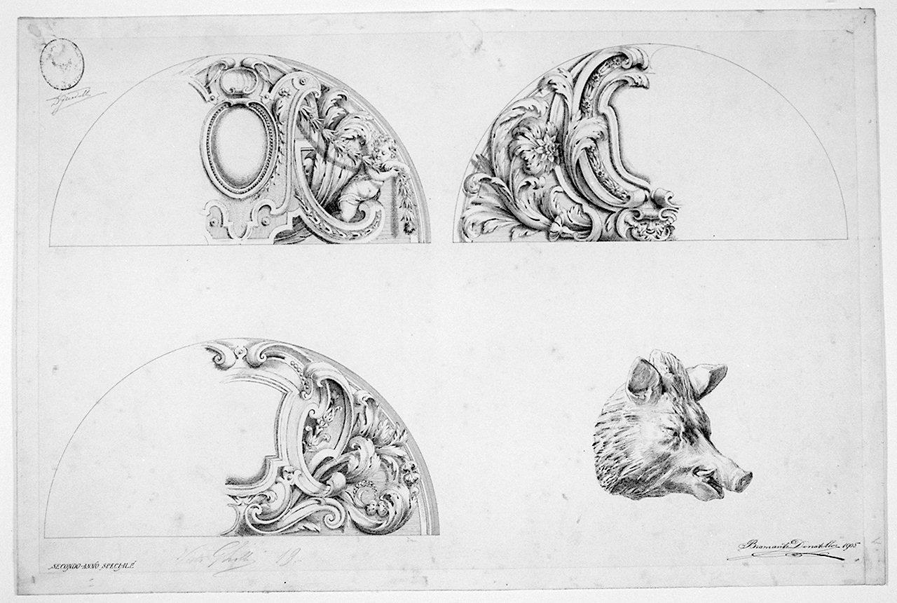 testa di cinghiale e cornici architettoniche (disegno) di Bramanti Donatello (sec. XX)