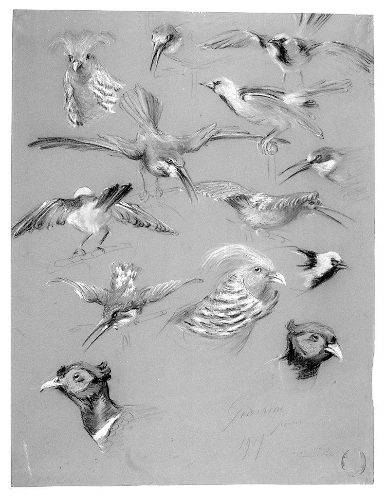 uccelli (disegno) di Guerrini Giovanni (sec. XX)