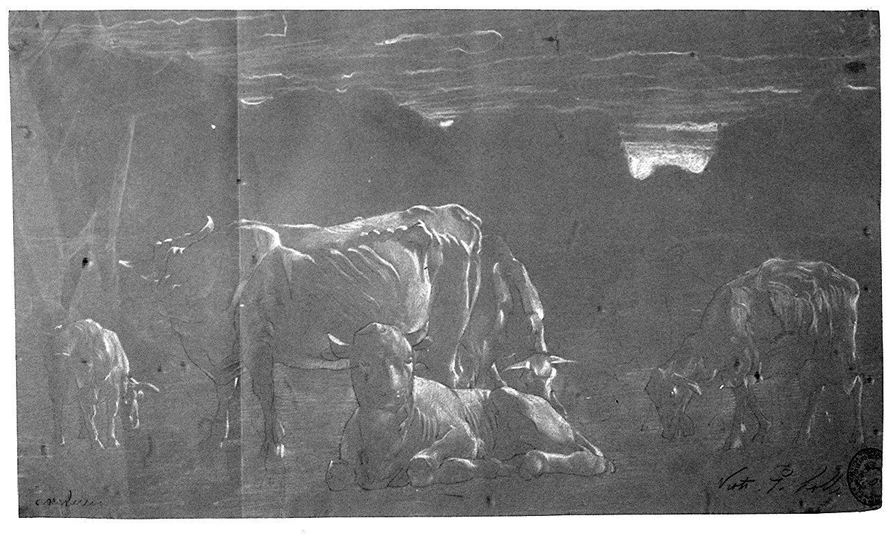 tre mucche in un paesaggio (disegno) di Zoccolini Nello (sec. XX)