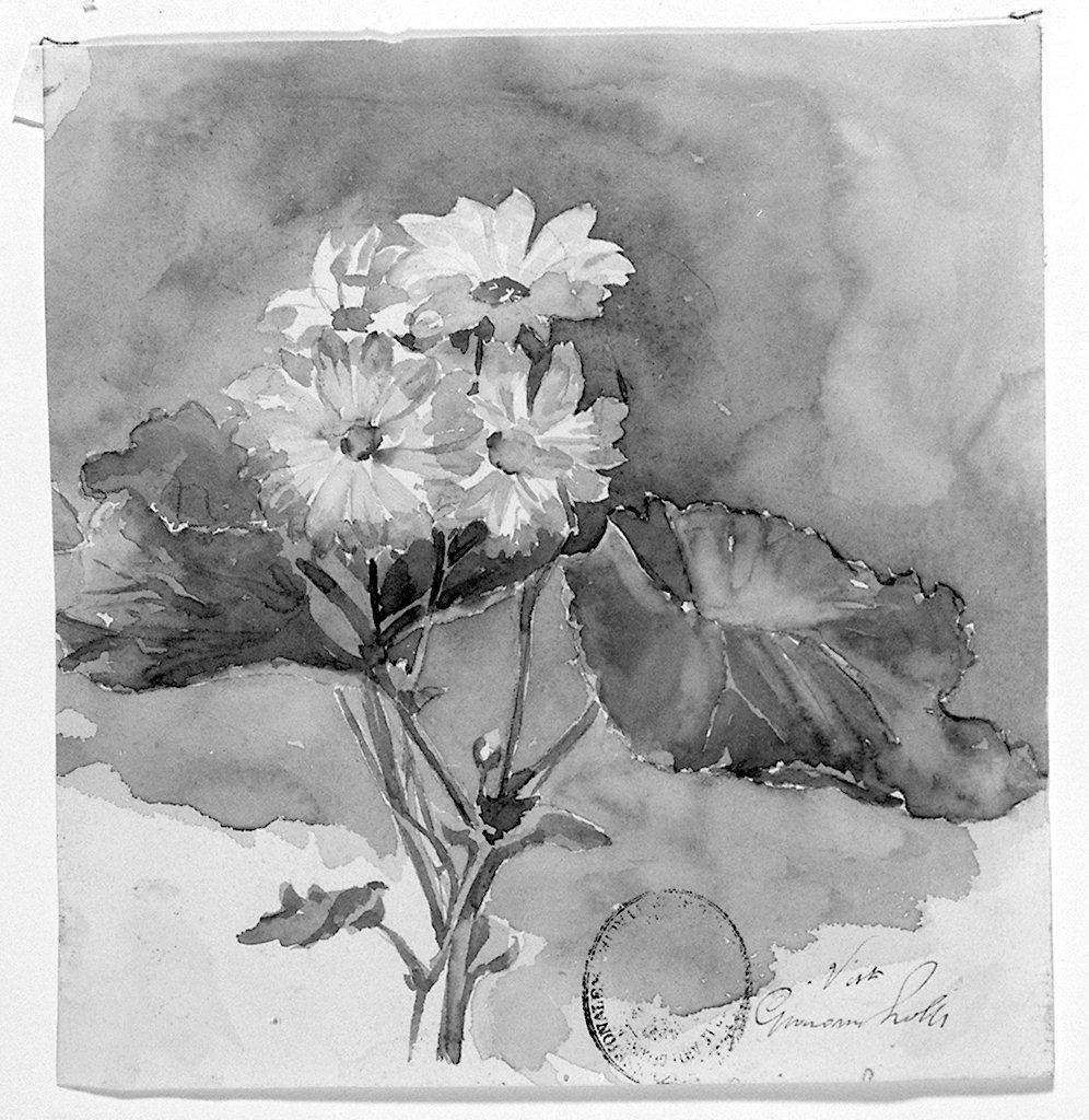 fiori (disegno) - ambito toscano (sec. XX)