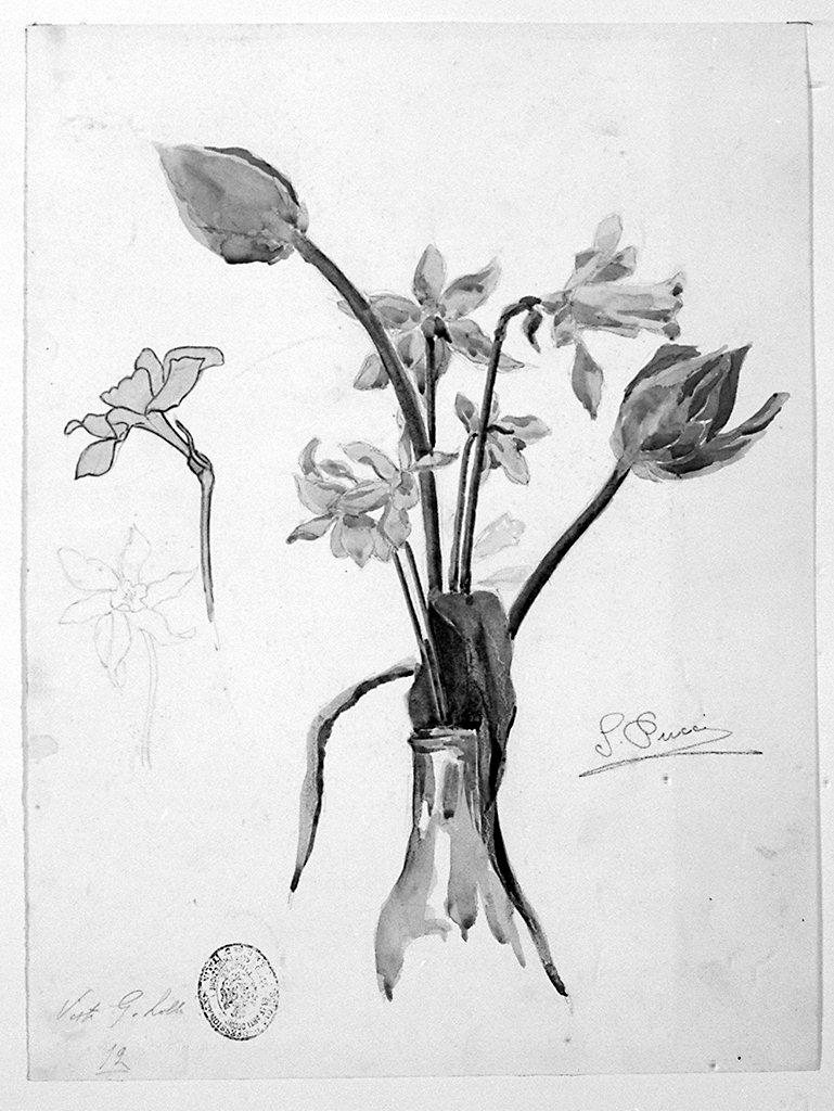 fiori (disegno) di Pucci Silvio (sec. XX)
