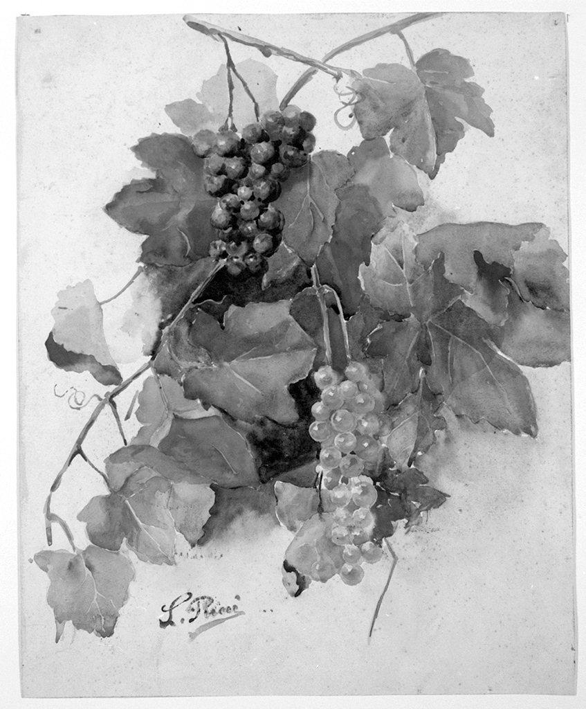 grappolo d'uva (disegno) di Ricci S (sec. XX)