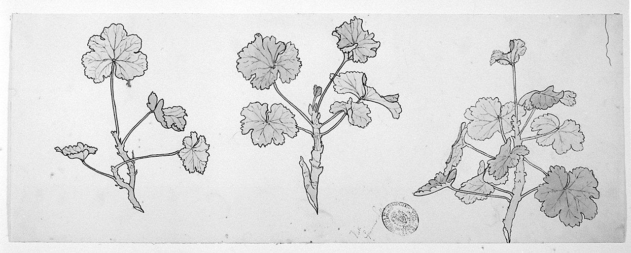 foglie (disegno) - ambito toscano (sec. XX)
