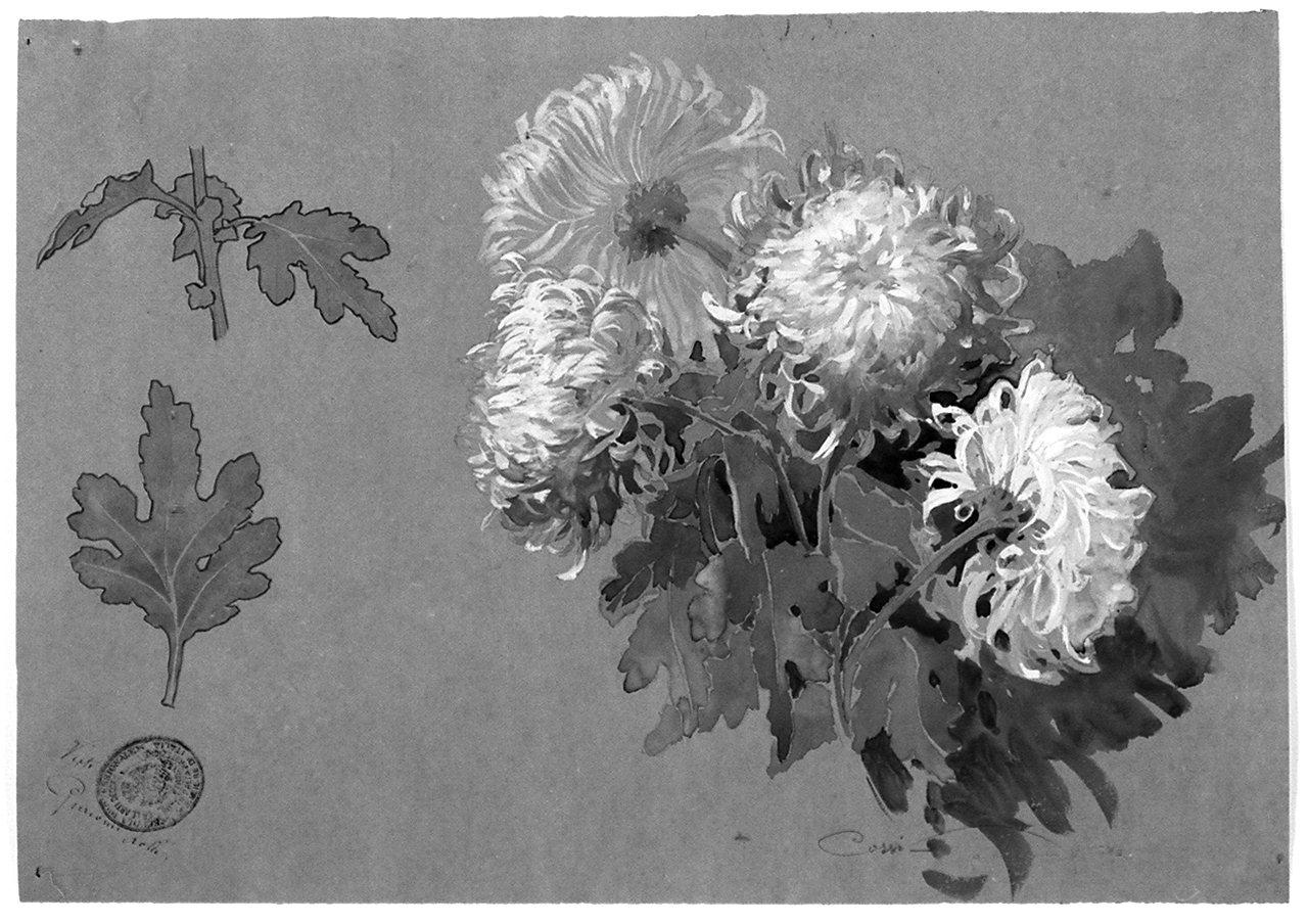 fiori (disegno) di Corsi Antenore (sec. XX)