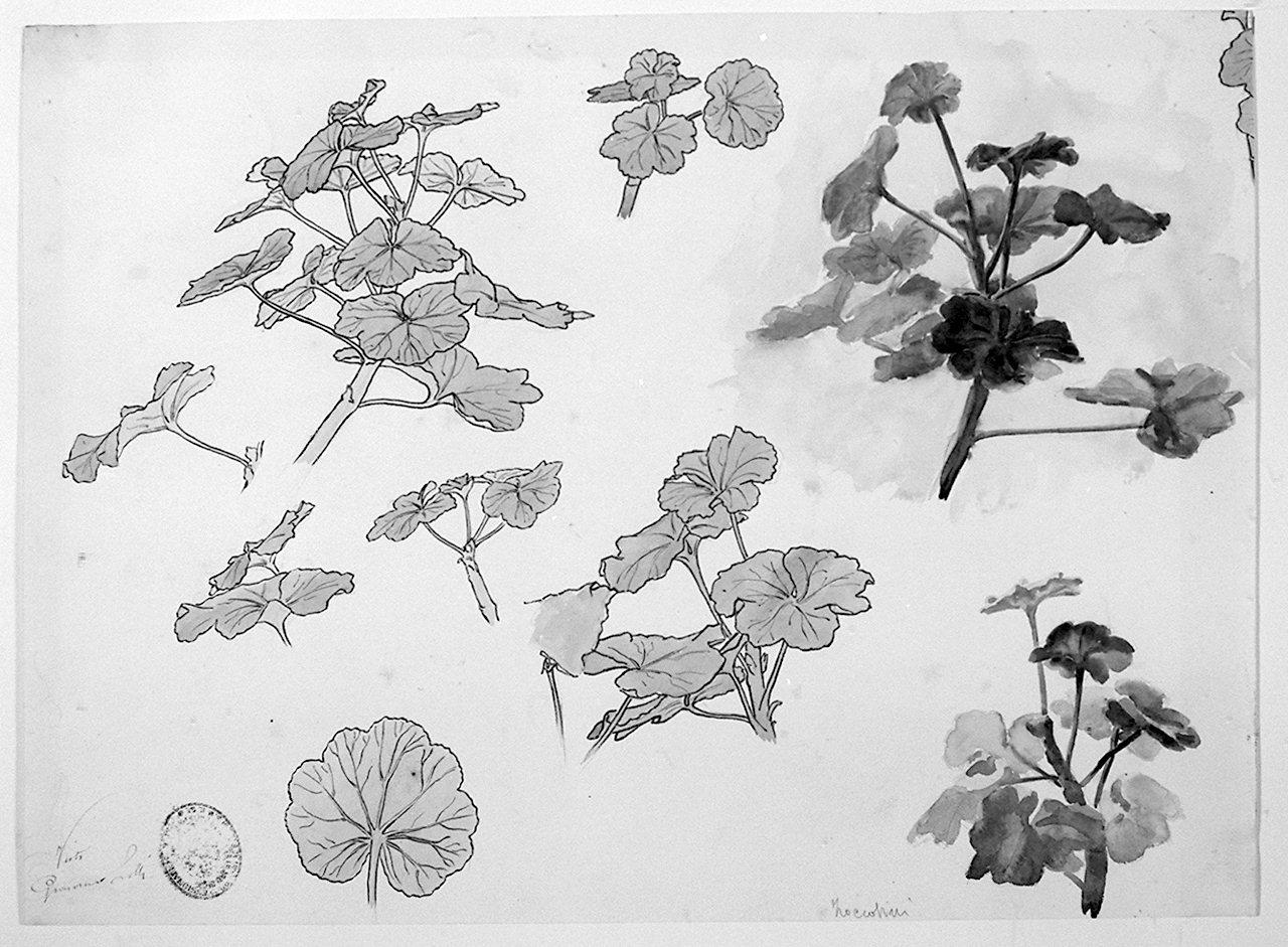 foglie (disegno) di Zoccolini Nello (sec. XX)