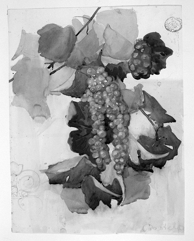 grappolo d'uva (disegno) di Bastelli Cesare (sec. XX)