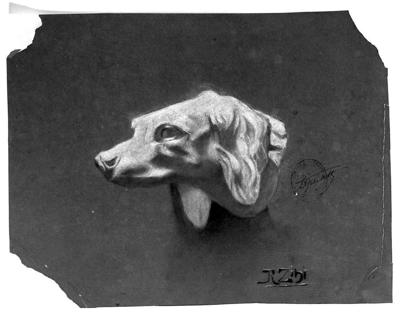 testa di cane (disegno) di Zini Renato (sec. XX)