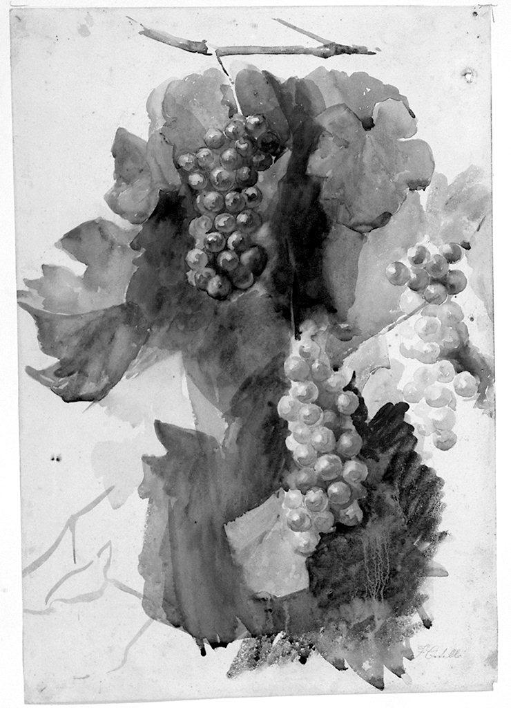 grappolo d'uva (disegno) di Citelli Fausto (sec. XX)