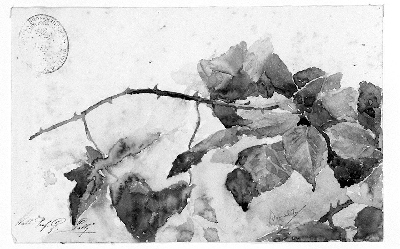 foglie (disegno) di Bocaletti Guido (sec. XX)
