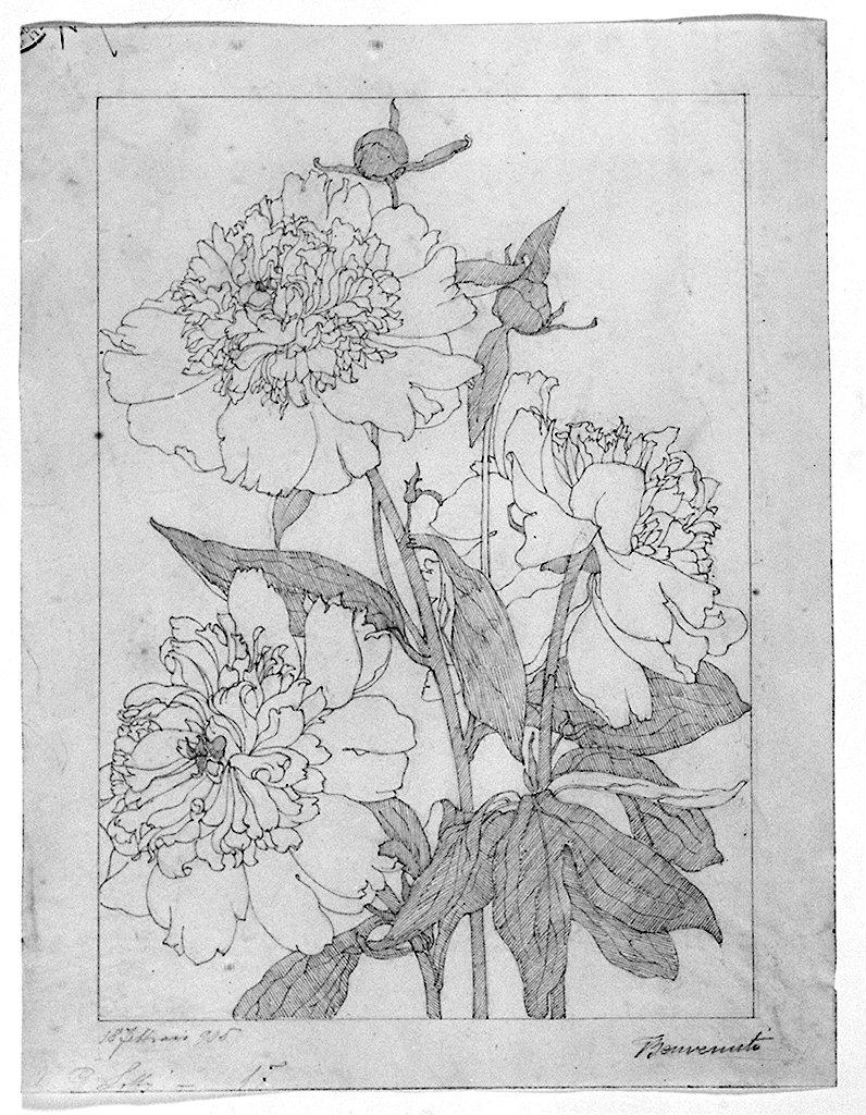 fiori (disegno) di Benvenuti Giuseppe (sec. XX)