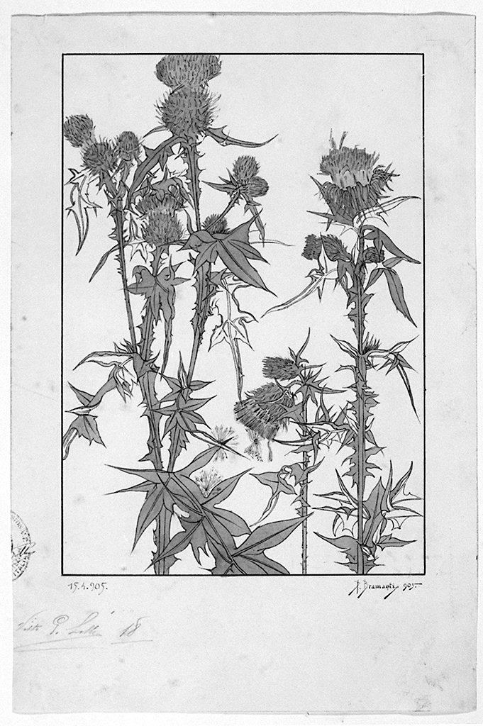 fiori (disegno) di Bramanti Donatello (sec. XX)