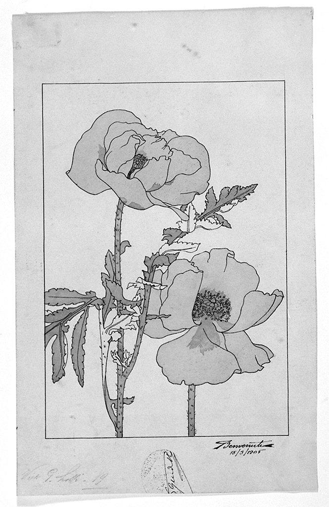 fiori (disegno) di Benvenuti Giuseppe (sec. XX)