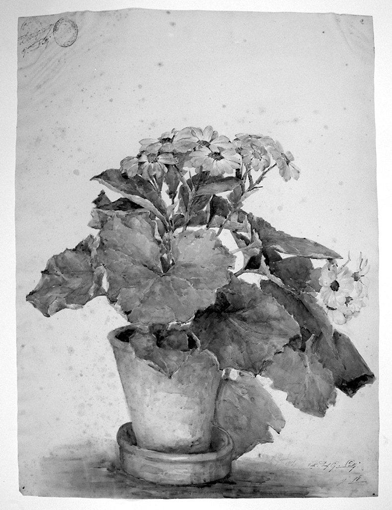 vaso con fiori (disegno) di Gambi U (sec. XX)