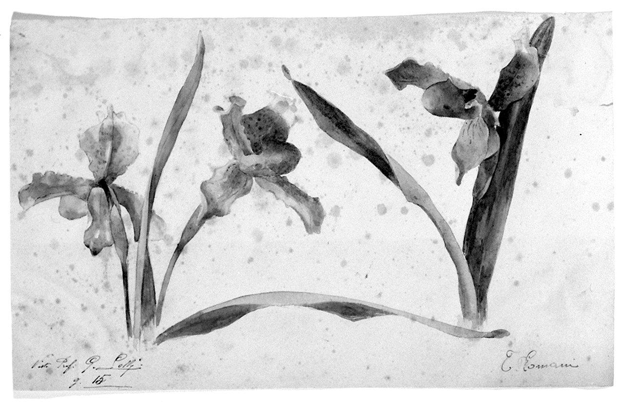 fiori (disegno) di Romani Telemaco (sec. XX)