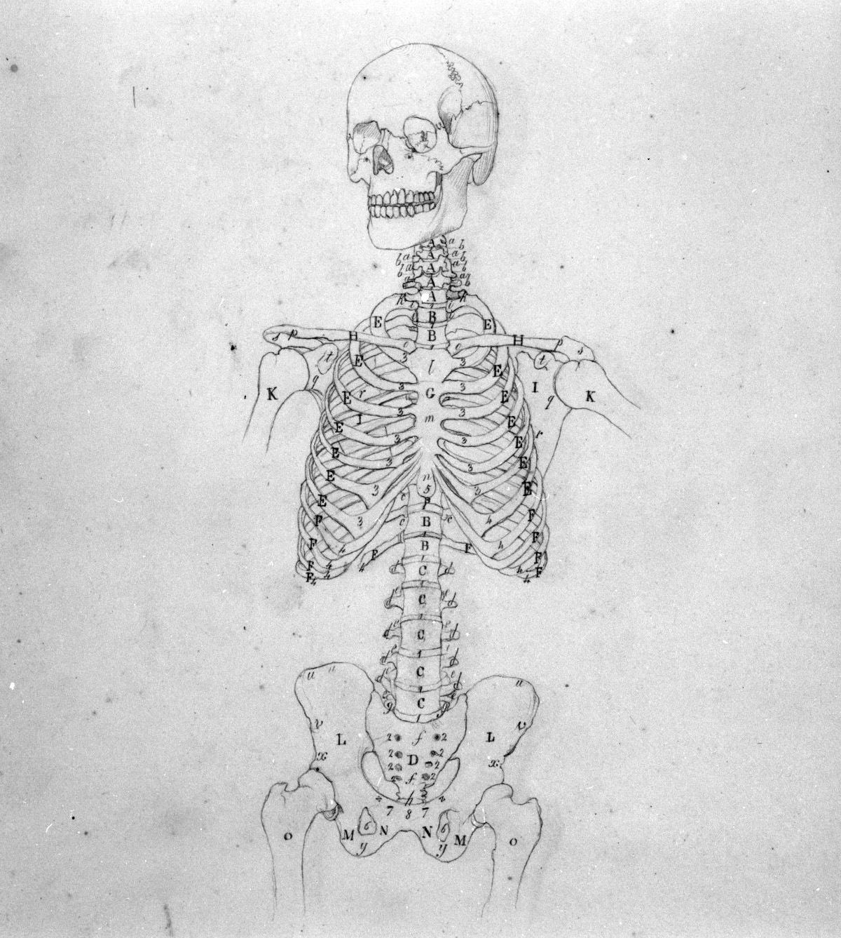 scheletro umano (disegno, elemento d'insieme) di Nenci Francesco (attribuito) (sec. XIX)