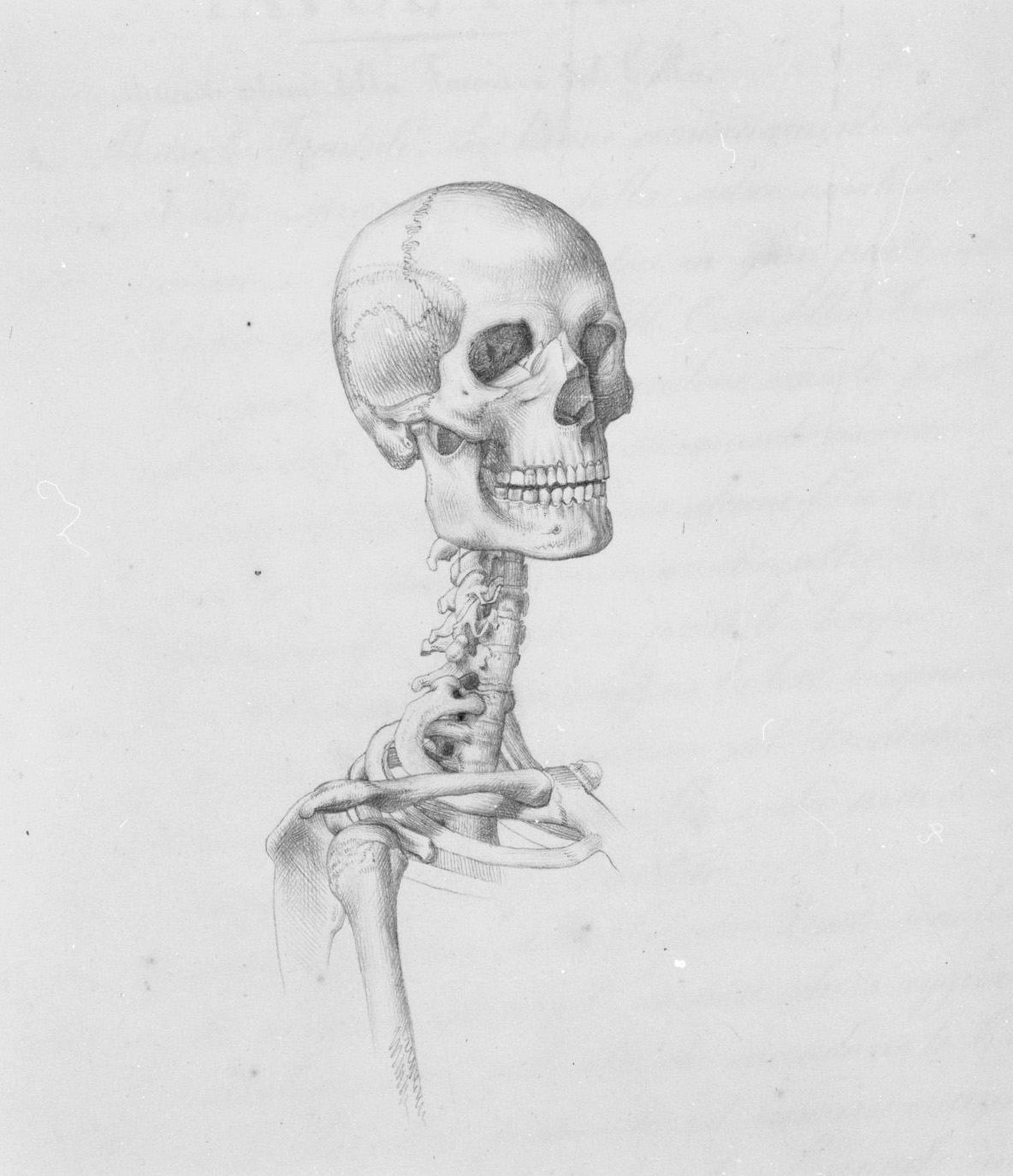 teschio (disegno, elemento d'insieme) di Nenci Francesco (attribuito) (sec. XIX)