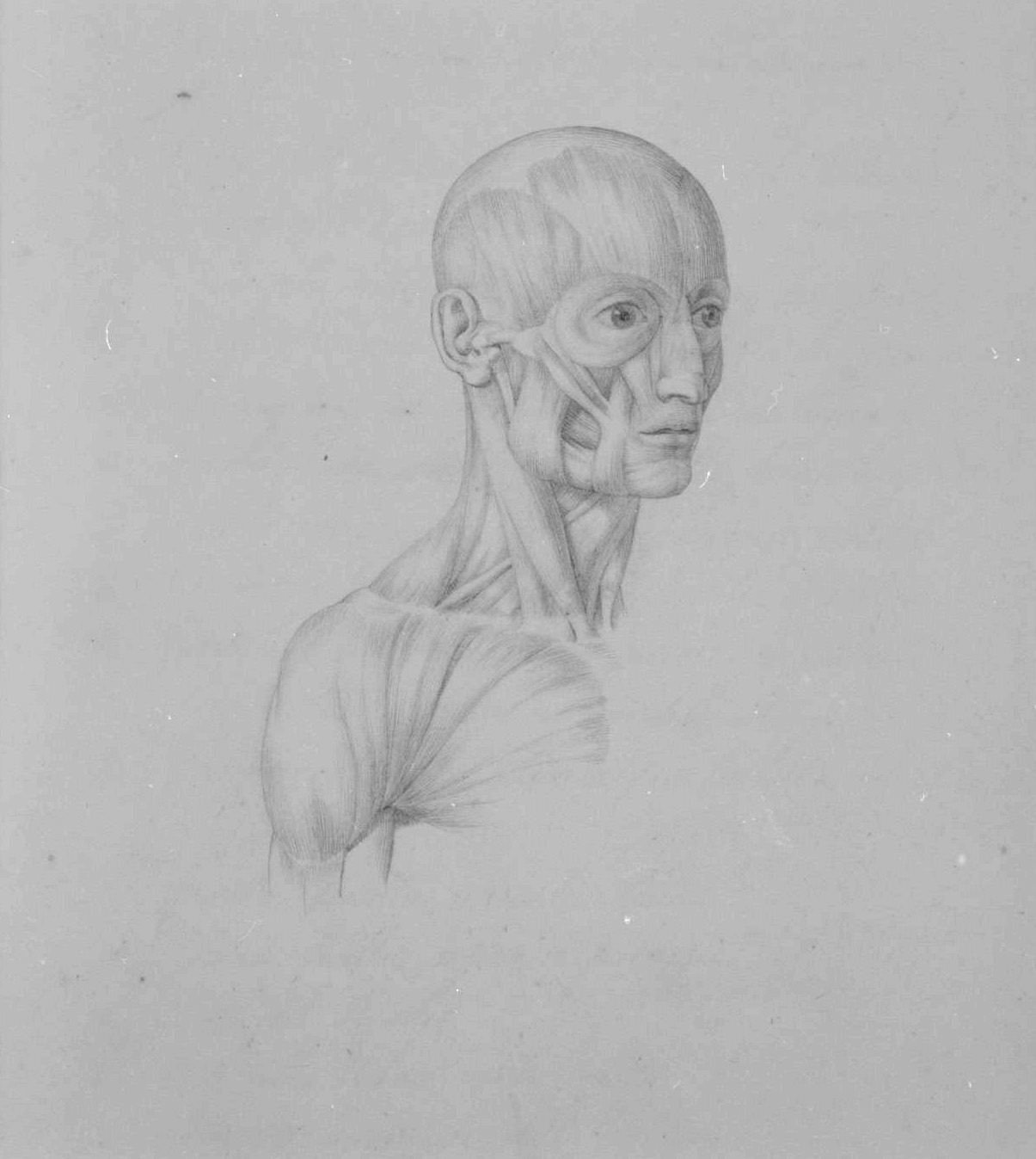 muscolatura della testa e del collo (disegno, elemento d'insieme) di Nenci Francesco (attribuito) (sec. XIX)
