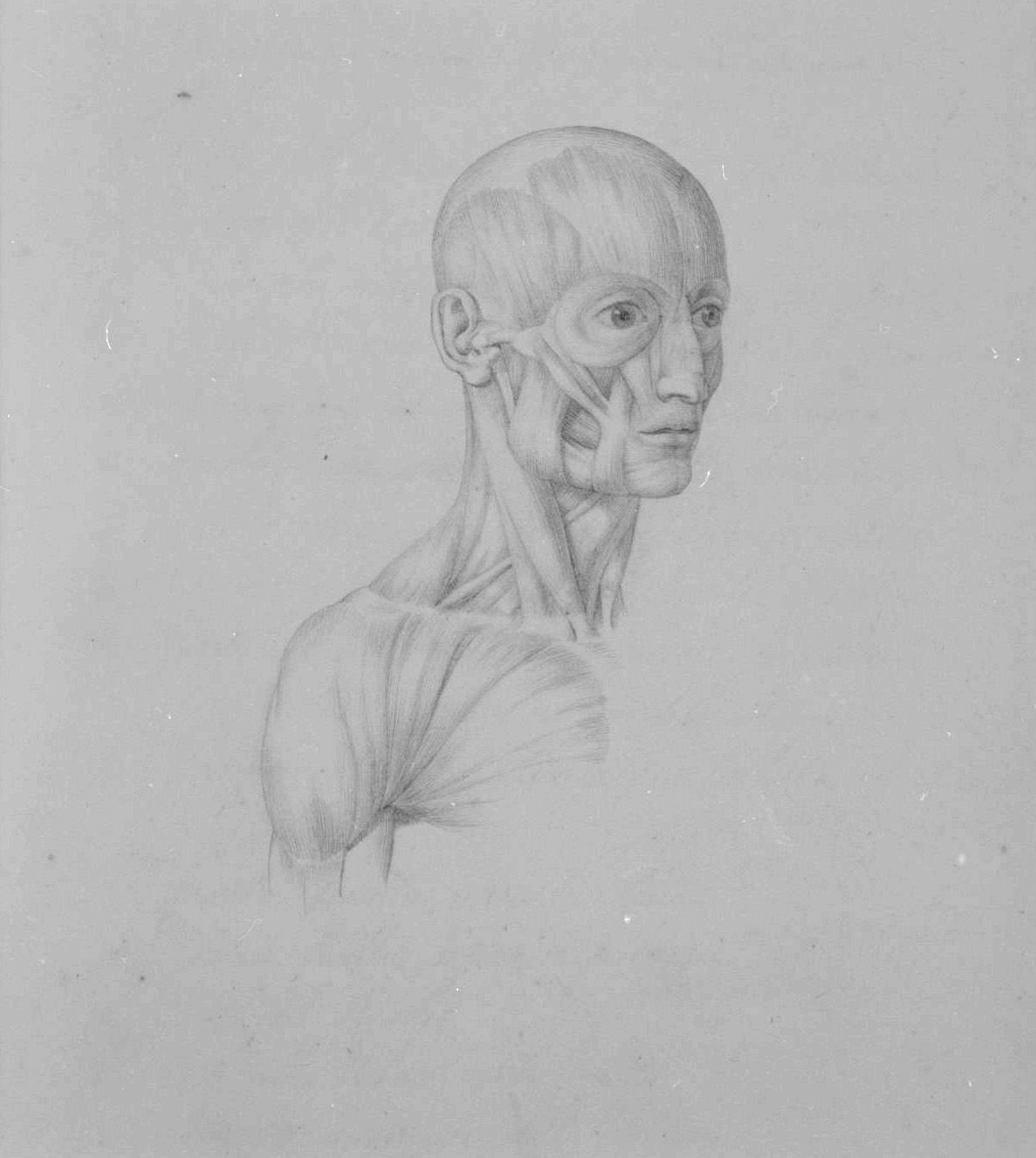 muscolatura della testa e del collo (disegno, elemento d'insieme) di Nenci Francesco (attribuito) (sec. XIX)
