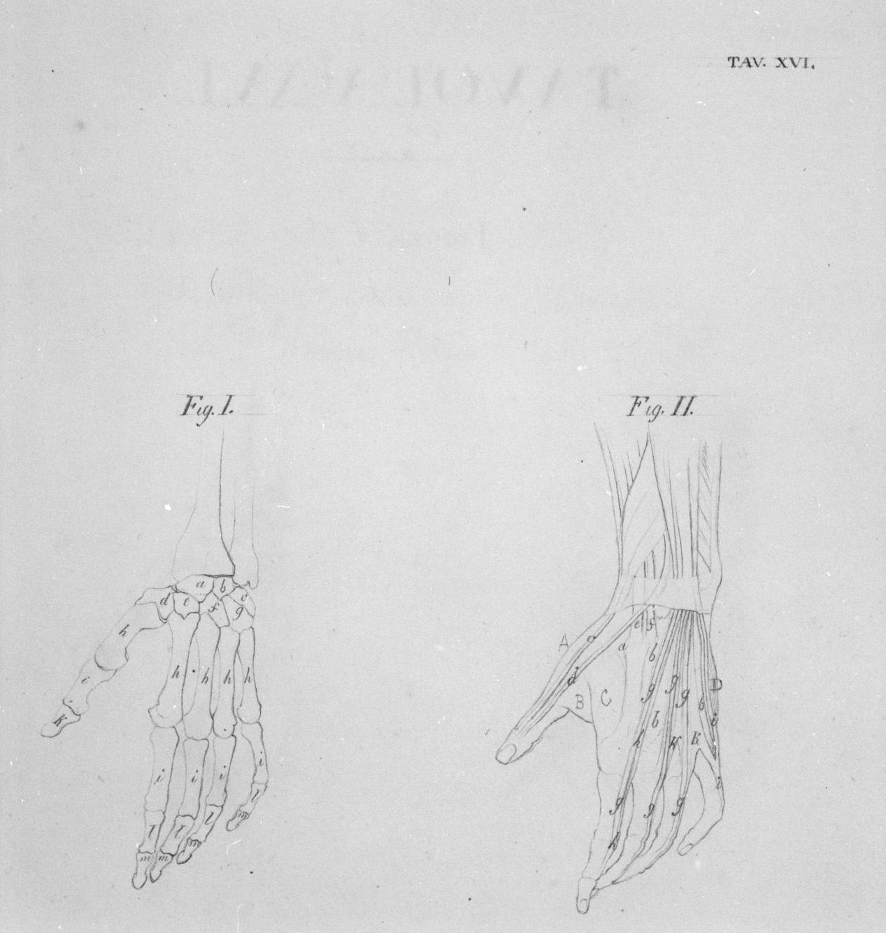 ossatura e muscolatura della mano viste di profilo (disegno, elemento d'insieme) di Nenci Francesco (attribuito) (sec. XIX)