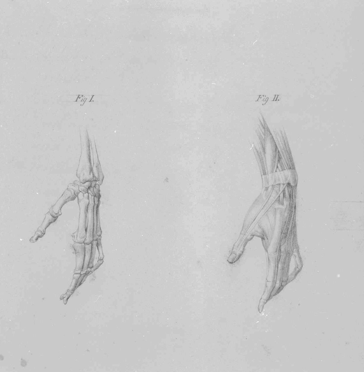 ossatura e muscolatura della mano (disegno, elemento d'insieme) di Nenci Francesco (attribuito) (sec. XIX)