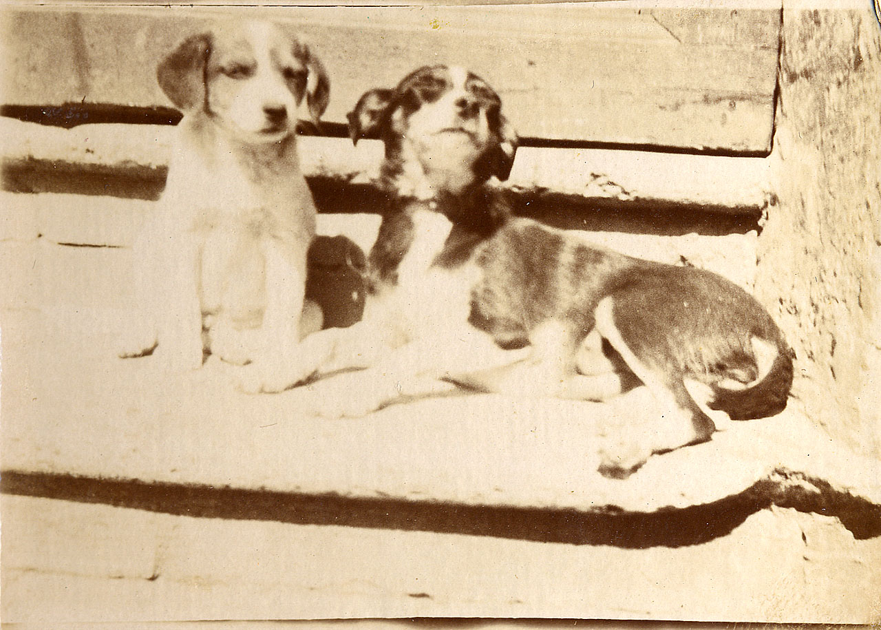 cani (positivo) di [Brandi, Archibaldo (Baldo)] (attr) (XX)