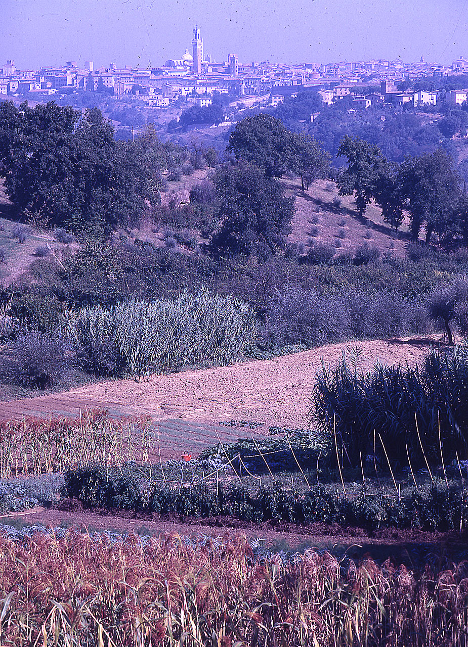 Siena - Veduta (diapositiva) di Anonimo (attr) (XX)