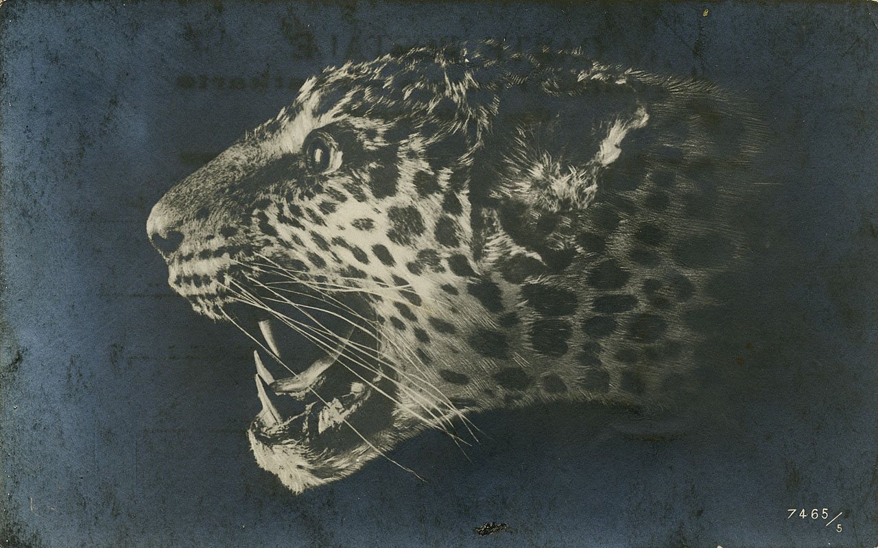 mammifero - tigre (positivo) di Anonimo (attr) (XX)