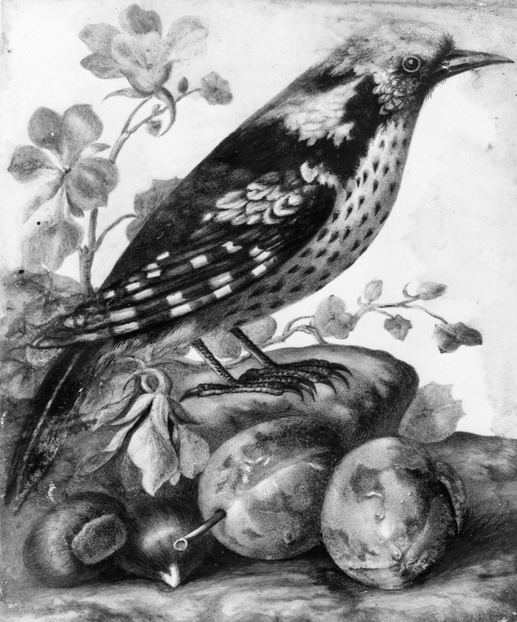Uccello con frutta (dipinto) - ambito italiano (metà sec. XVIII)