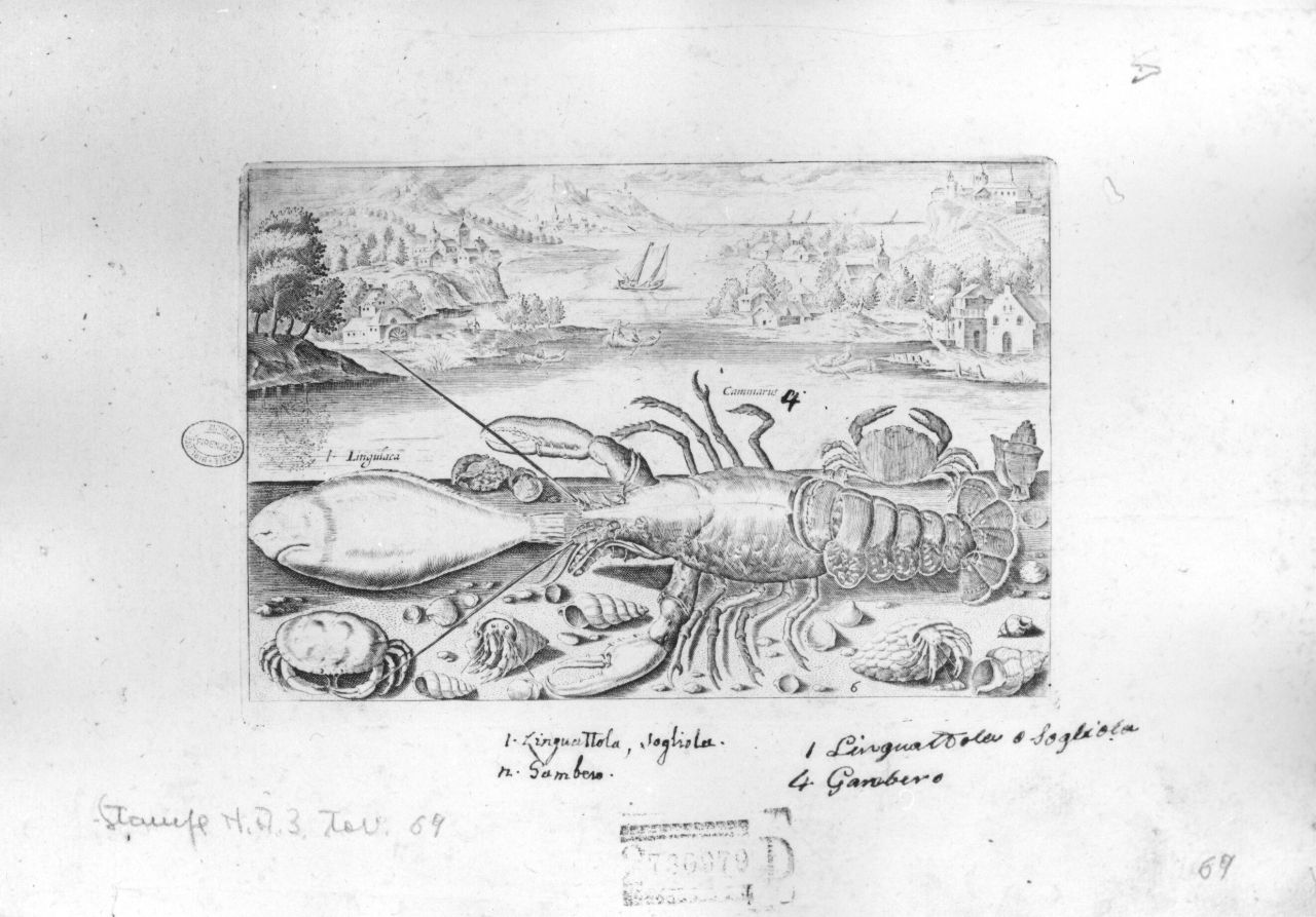 marina con pesci, crostacei e conchiglie (stampa) di Collaert Adriaen (fine/inizio secc. XVI/ XVII)