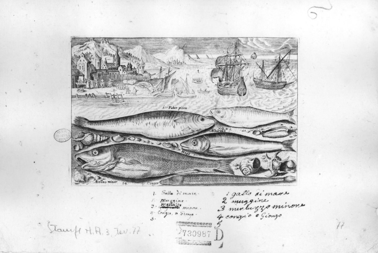 marina con pesci, velieri e scene di pesca (stampa) di Collaert Adriaen (fine/inizio secc. XVI/ XVII)