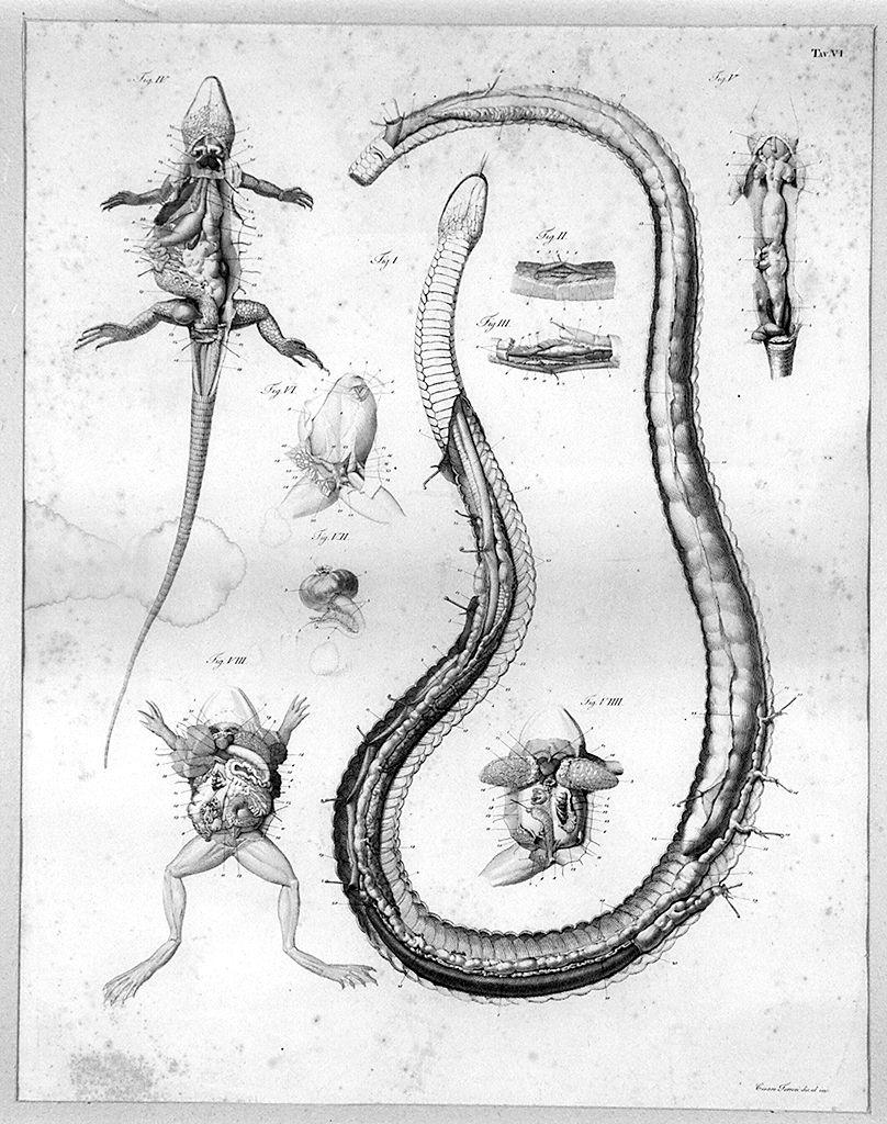 anatomie di animali (stampa, serie) di Ferreri Cesare (sec. XIX)