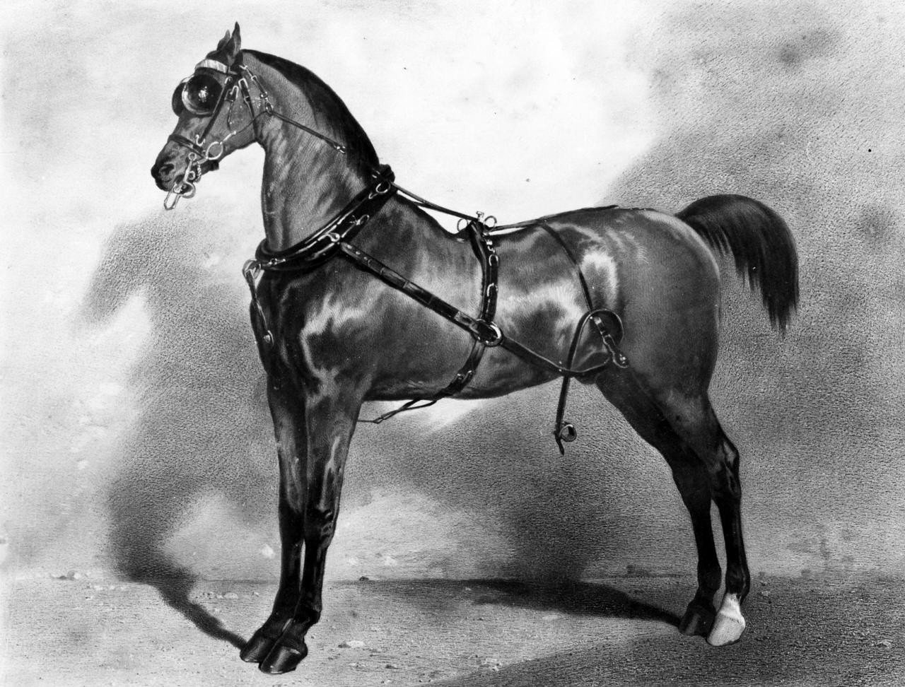 cavallo (stampa) di Dedreux Alfred (metà sec. XIX)